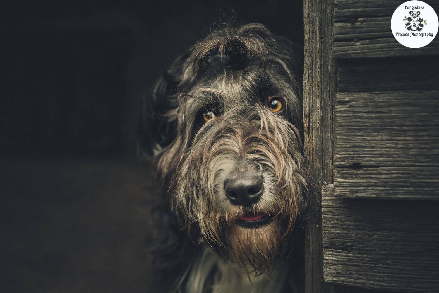 Pet Products